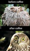 Image result for Coffee Owl Meme