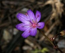 Image result for Lewisia leana