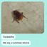 Image result for Cucaracha vs Men Memes