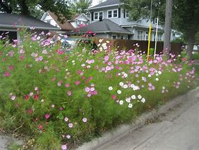 Image result for North Dakota Wildflowers