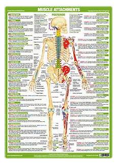 Anatomy Poster Posterior Muscle Attachment Chart Ebay