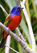 Image result for painted bunting