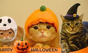 Image result for Cat Meme PFP Halloween