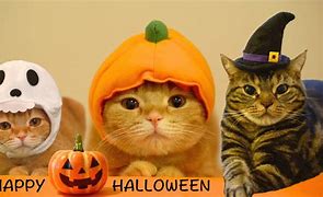 Image result for Halloween Funny Cat Memes