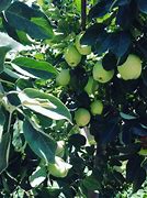 Image result for Small Apple in Cyprus