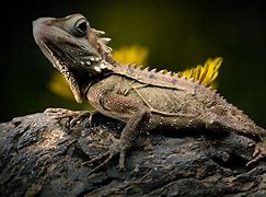 Image result for Black Forest Dragon Lizard