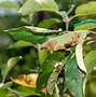 Image result for What Kind of Spray for Apple Trees