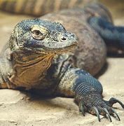 Image result for River Monitor Lizard