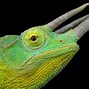 Image result for Red and Green Lizard