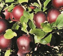 Image result for Arkansas Black Apple Tree