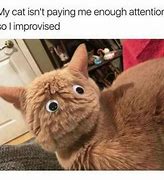 Image result for Hakerman Cat Meme