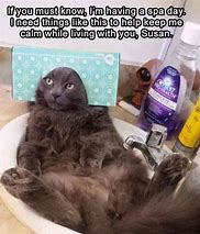 Image result for Calm Cat Meme