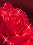 Image result for Rose iPhone Wallpaper Flower