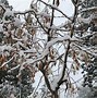 Image result for More California Snow