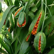 Image result for Iris foetidissima Yellow Seeded