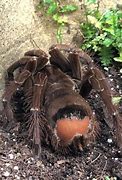 Image result for The Goliath Birdeater Spider