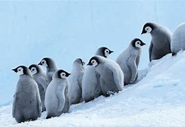 Image result for Penguin Galxy Baby