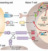 Image result for Notch Signaling Cell