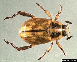 Image result for coleoptera