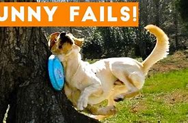 Image result for Epic Dog Fails