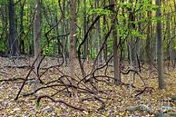 Image result for Vines Hanging From Trees