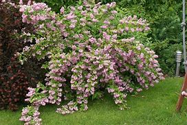 Image result for Deutzia Strawberry Fields