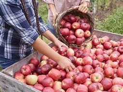 Image result for Organic Apple Signs