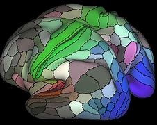 Image result for Brain Cell Map Universe