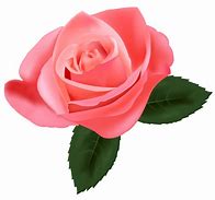 Image result for Pink Rose Flower Clip Art