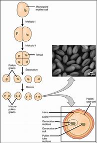Image result for Cell Developing Process Illustration