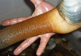 Image result for Giant Clam Geoduck