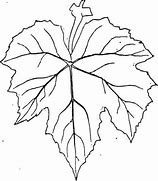 Image result for Grape Leaves Drawing