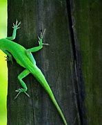 Image result for Green Anole Lizard