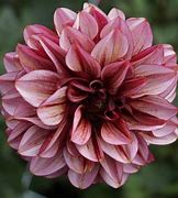 Image result for Dahlia Seniors Purple