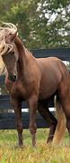 Image result for Rocky Mountain Horse Breed