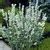 Image result for Lavandula angustifolia White Ice