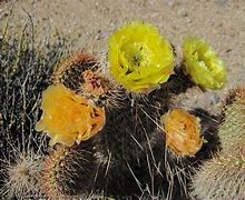 Image result for California Desert Cactus