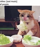 Image result for Vegetable Cat Meme