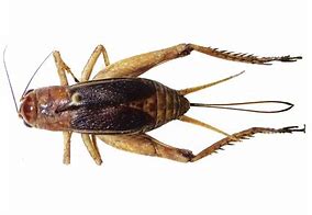 Image result for Teleogryllus Occipitalis