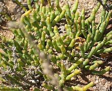 Image result for Desert Flora