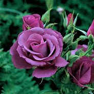 Image result for Rosa Rhapsody in blue (r)