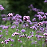 Image result for Verbena bonariensis