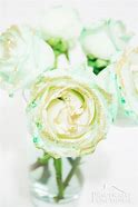 Image result for Pink and Green Roses