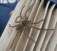 Image result for Large Wolf Spiders Florida