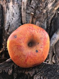 Image result for Small Orange Apple