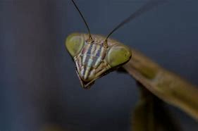 Image result for Praying Mantis Face Up Close