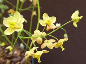 Image result for Epimedium x warleyense Orangekönigin