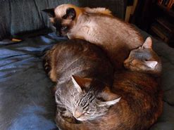 Image result for Cats Cuddling Ref