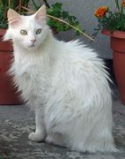 Image result for angora