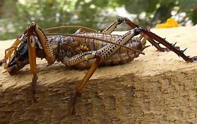 Image result for New Zealand Giant Cricket